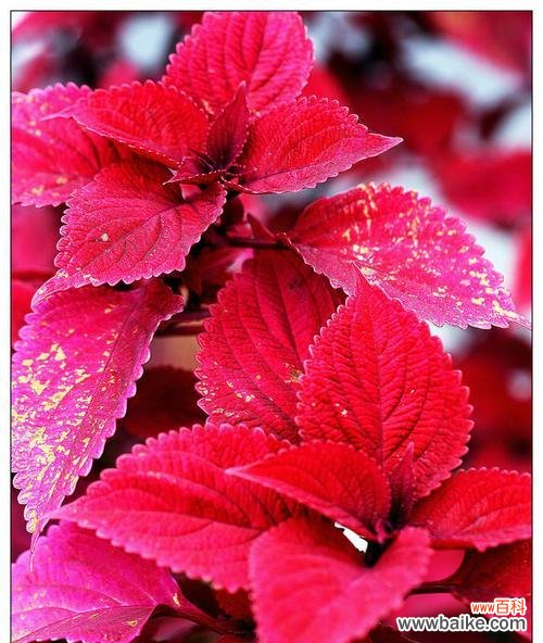 探秘彩叶草开花的神奇之处 彩叶草开花的花语与寓意