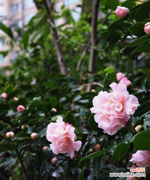 揭秘茶花的神秘语言——茶花花语 茶花的象征意义与含义