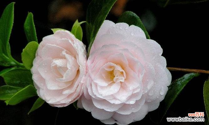 揭秘茶花的神秘语言——茶花花语 茶花的象征意义与含义