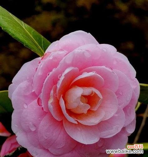 揭秘茶花的神秘语言——茶花花语 茶花的象征意义与含义