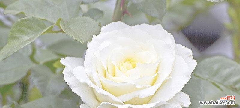 探索白色玫瑰的含义和象征意义 白色玫瑰的花语