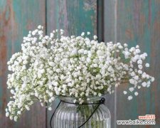 探寻满天星花语的象征之美 白色满天星花语的深意