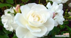 纯洁 白色玫瑰的花语之美