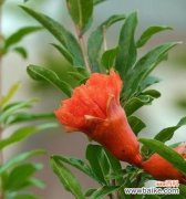 传承千年的枸杞花 枸杞花的花语与传说