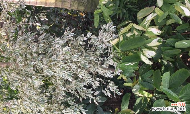 探索榕树花的寓意与传承 以榕树花代表的象征意义