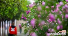 用橘色蔷薇传递情感的力量 橘色蔷薇花语与代表意义——橘色花朵的温暖和激情