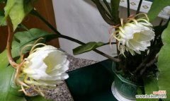 昙花的花语与象征意义深度解读 昙花