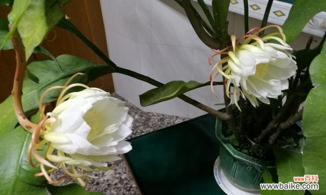 昙花的花语与象征意义深度解读 昙花