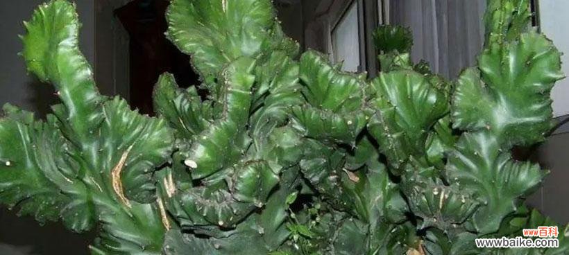 揭开麒麟掌花语的神秘面纱 麒麟掌花语与寓意的解读