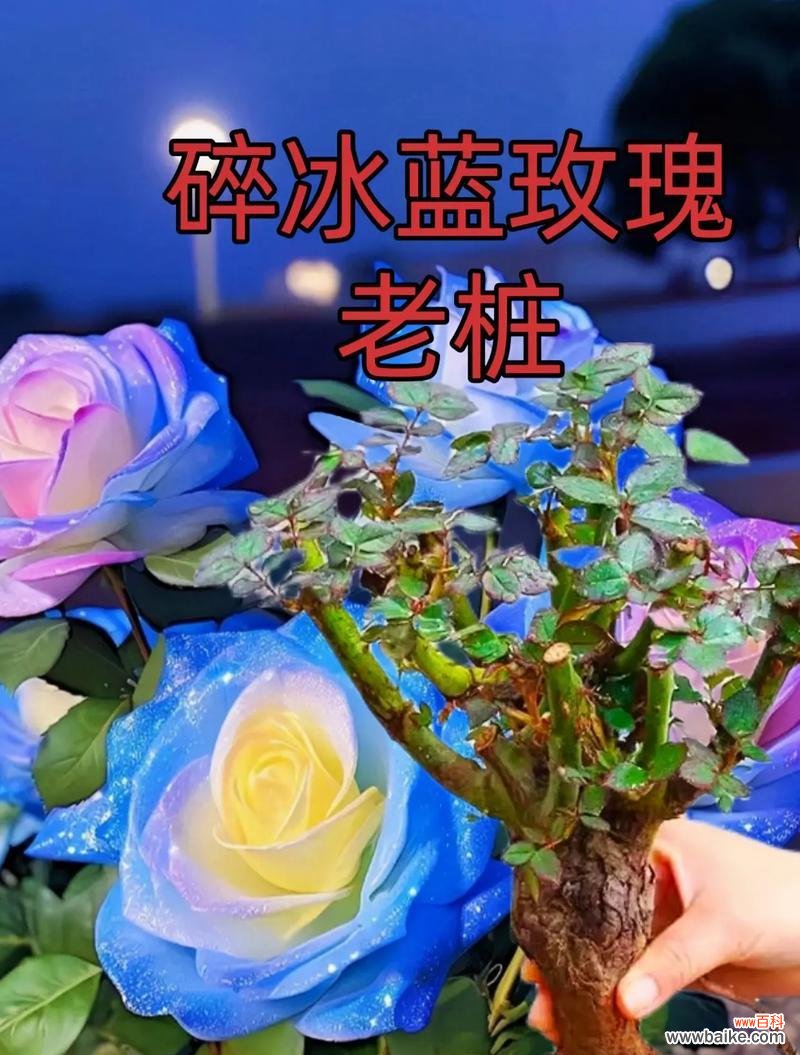 蓝色玫瑰花的表情含义和花语解释是什么?