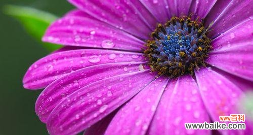 紫色花象征什么?探讨紫色花卉的花语和象征意义