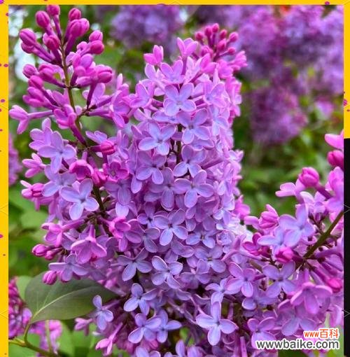 紫色花象征什么?探讨紫色花卉的花语和象征意义