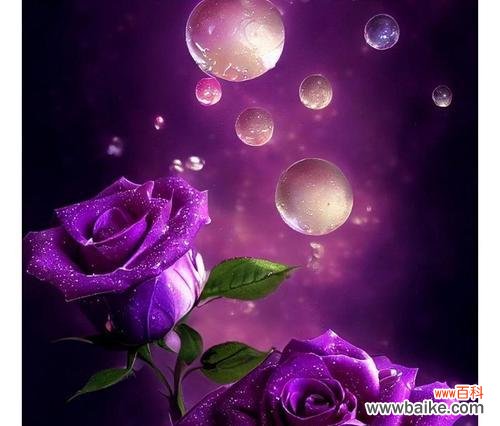 紫色花象征什么?探讨紫色花卉的花语和象征意义