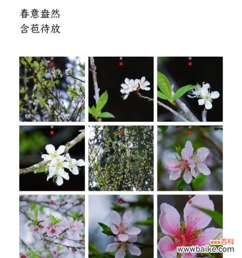诗路花语在春天的级别是什么?春天的花语有哪些