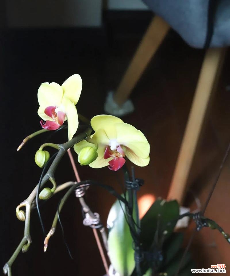 哪些花卉预示着悲惨的结局？哪种花预示悲惨结局？