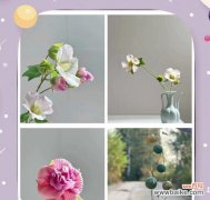 芙蓉花的花语独特在哪里？芙蓉花象征着什么？