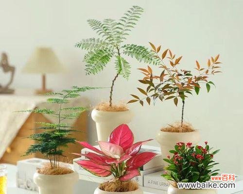 办公室适合摆放哪些寓意发财的花?