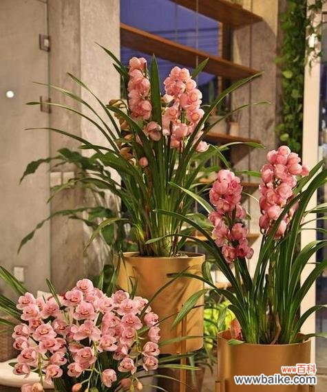 办公室适合摆放哪些寓意发财的花?