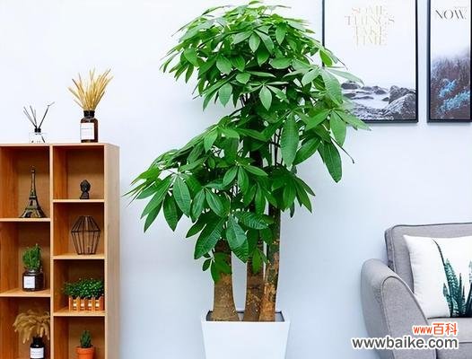 办公室适合摆放哪些寓意发财的花?