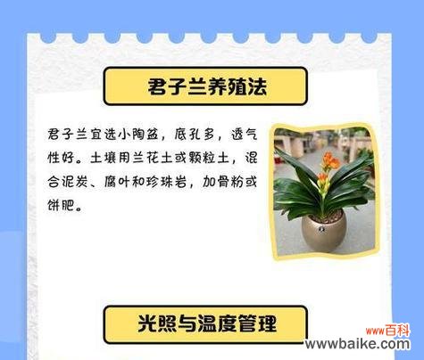 君子兰的花语含义是什么?它在花语中代表什么?