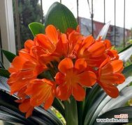 君子兰的花语含义是什么？它在花语中代表什么？