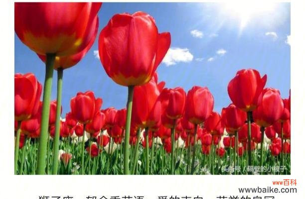 十二月花语有哪些独特含义？十二月花语代表什么？