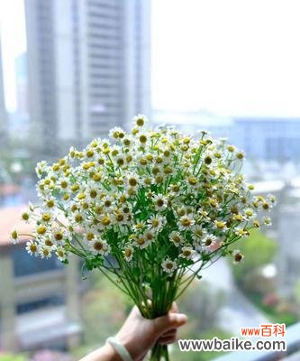 揭开花语中害羞花的含义与象征——害羞、敏感、柔弱 害羞的花