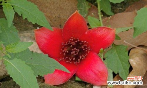 花朵中的不屈精神与毅力 坚韧的花