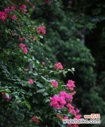 花朵中的不屈精神与毅力 坚韧的花