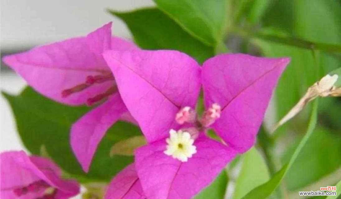 探索自然世界中的顽强奋斗和不屈精神 坚韧不拔的花