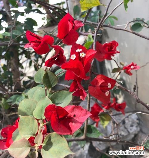 探索自然世界中的顽强奋斗和不屈精神 坚韧不拔的花