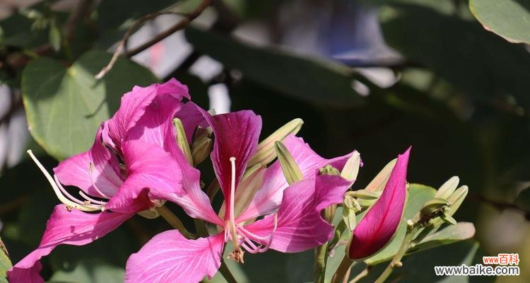 探索坚强花朵背后的意义与象征 坚强的花花语