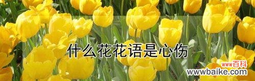 用花语表达恭喜之情,让祝福传递无限温暖 传递祝福之花——恭喜的花语