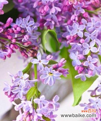 用花语表达恭喜之情,让祝福传递无限温暖 传递祝福之花——恭喜的花语