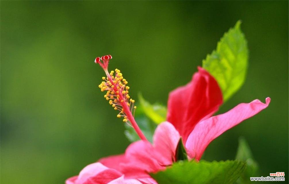 用花语表达恭喜之情,让祝福传递无限温暖 传递祝福之花——恭喜的花语