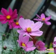 探究高冷花卉所传递的情感信息与内涵 高冷的花