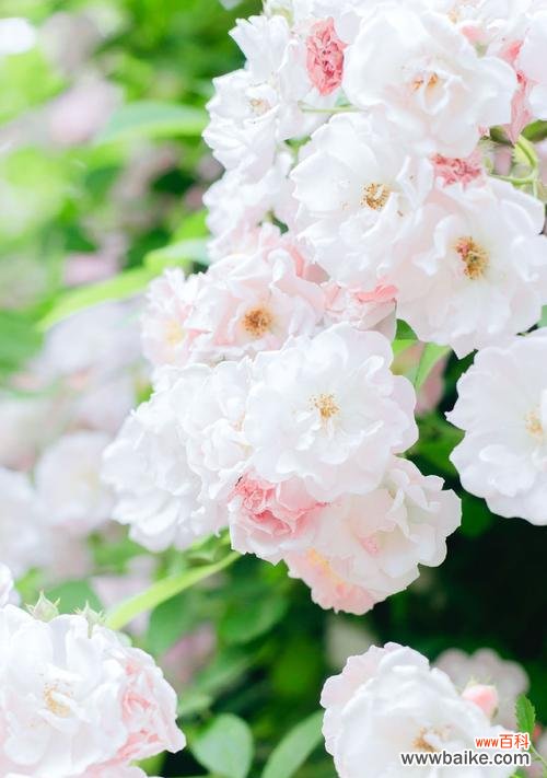 用花语向客人致以热烈的欢迎 以表示欢迎的花