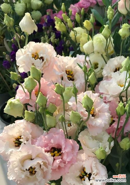 用花开述怀——花语中的怀念 怀念的花——花语中的思念