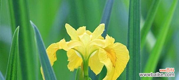 和平之花传递友善、宽容、团结的力量 和平之花