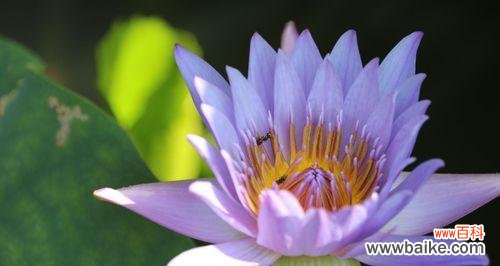 探索花语世界中象征好运的花朵 好运之花