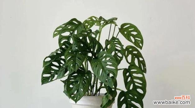 用花的语言纪念重要时刻，传递永恒的记忆 花语传递纪念之意——以表示纪念的花为主题的文章