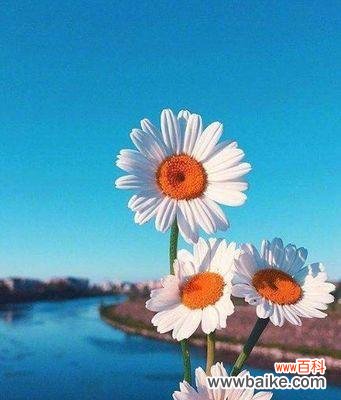 用花语传递积极能量,增添生活动力 以花语传递积极向上的力量