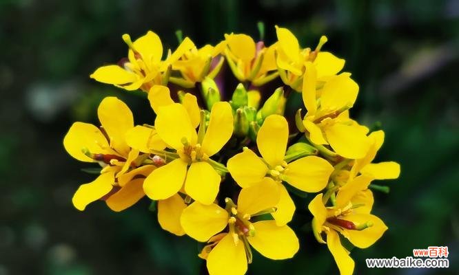 用花语传递积极能量,增添生活动力 以花语传递积极向上的力量