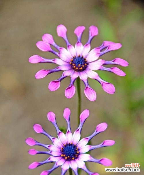 以花朵的坚持,见证奇迹的诞生 坚持不懈,绽放生命之花