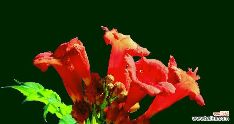 赞叹花海中的伟大,敬佩鲜花独特魅力 敬佩的花,品味尊敬之美