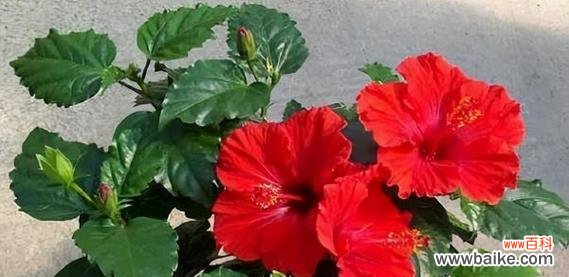 探索花朵传达健康与活力的美丽语言 花语之健康的花