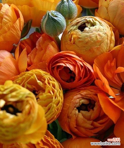 探索花朵传达健康与活力的美丽语言 花语之健康的花