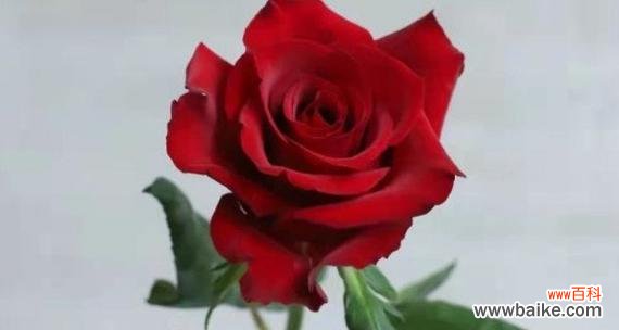 玫瑰花语传递的情感与寓意解析 玫瑰花语