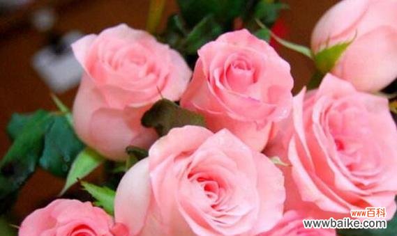 解读11种不同花语的含义 以11朵花语代表什么意思