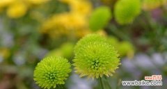 探索黄色菊花所传递的情感和象征 黄色菊花的花语与意义